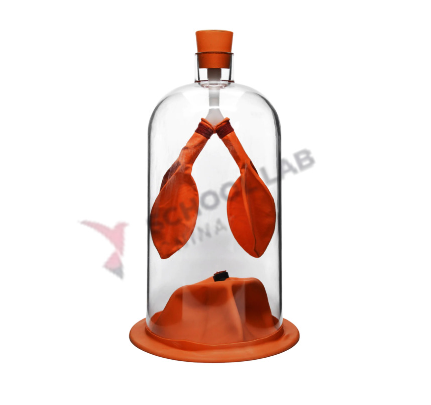 Lung Demo Model in a Bell Jar